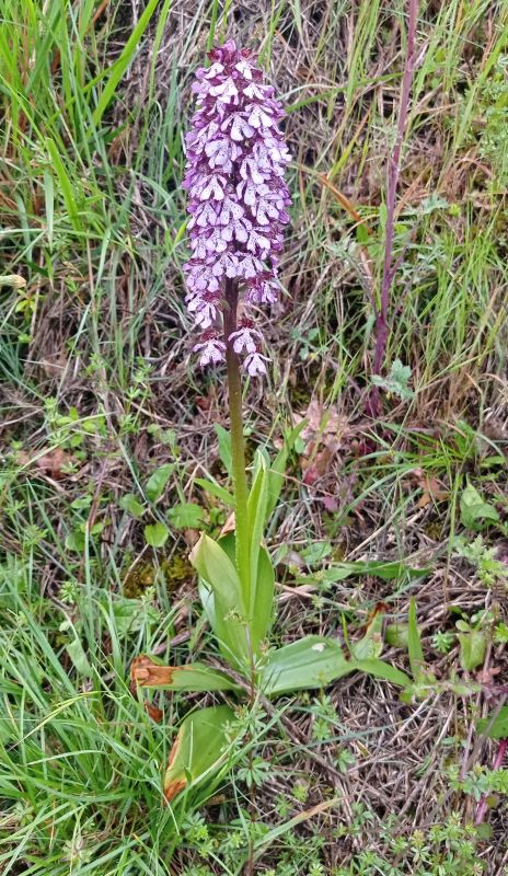 Orchis purpurea....Siena